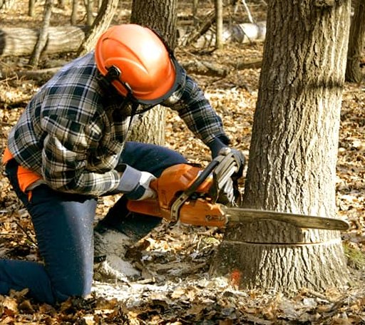 Tree Removal in Mccall Creek, MS
